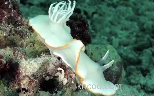 海蛞蝓_2