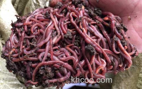 蚯蚓_2