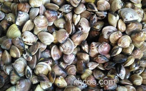 蛤蜊_1