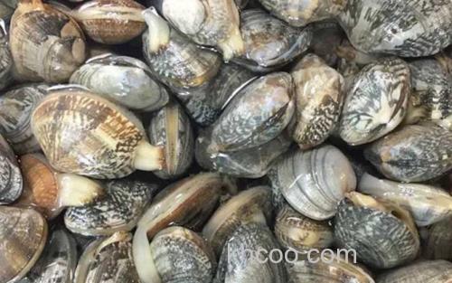 蛤蜊_2