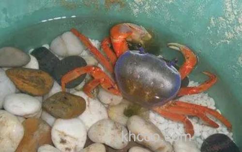 彩虹蟹_7