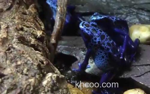 钴蓝箭毒蛙_0