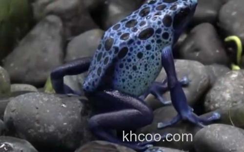 钴蓝箭毒蛙_3