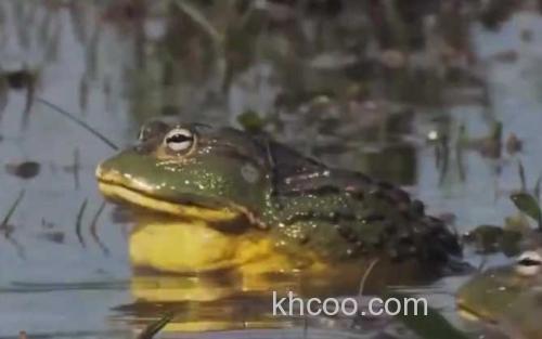 非洲牛箱头蛙_1