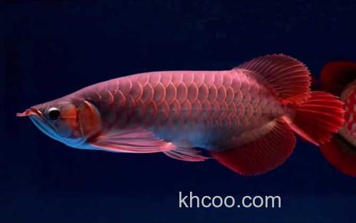 红金龙鱼_0