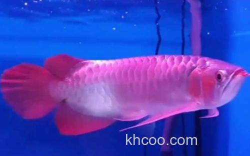 红金龙鱼_3