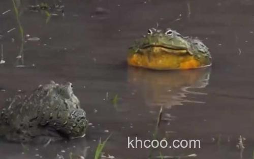 非洲牛箱头蛙_3