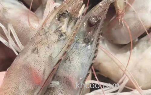 厄瓜多尔白虾_0