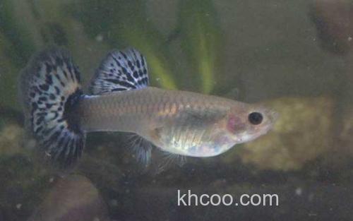孔雀鱼_0