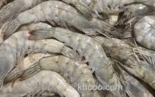 厄瓜多尔白虾_2