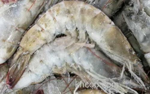 厄瓜多尔白虾_3