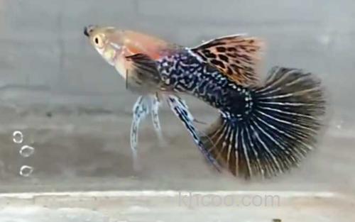 孔雀鱼_1