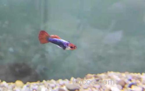 孔雀鱼_0