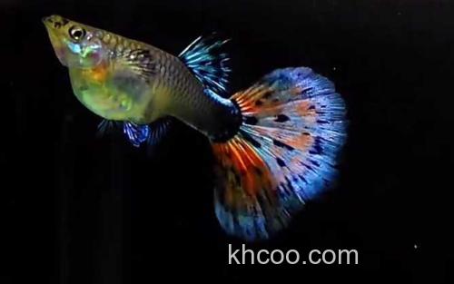 孔雀鱼_1