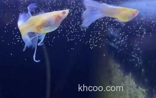 孔雀鱼_2