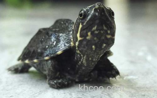 麝香蛋龟_0