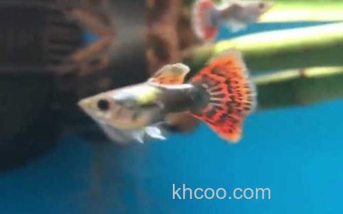 凤尾鱼_1