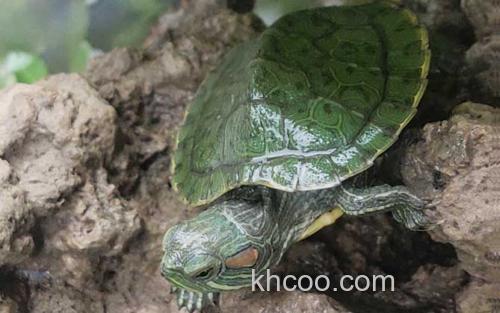 乌龟_1