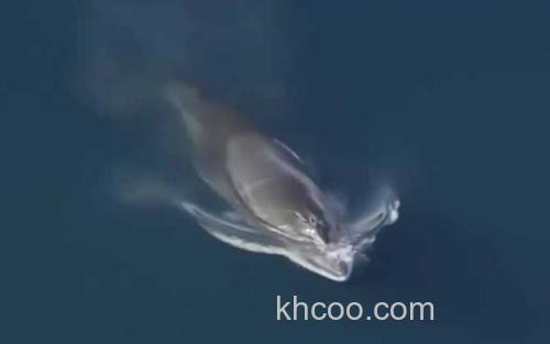 鲸鱼_3