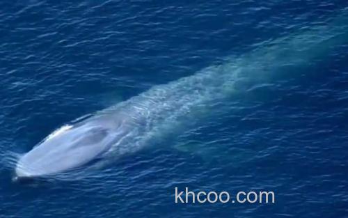 鲸鱼_2