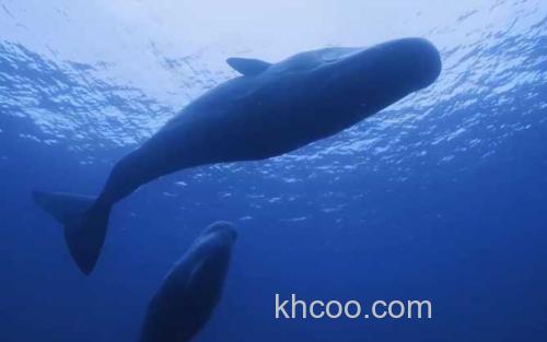 鲸鱼_0
