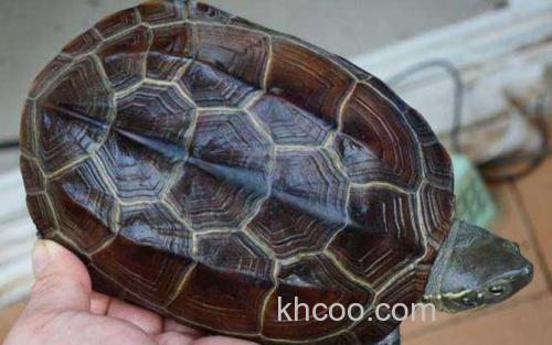 中华草龟_4
