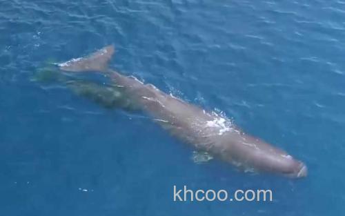 鲸鱼_0