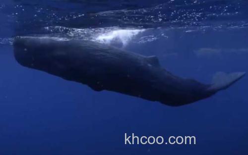 鲸鱼_1
