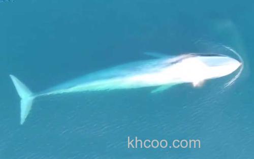 鲸鱼_0