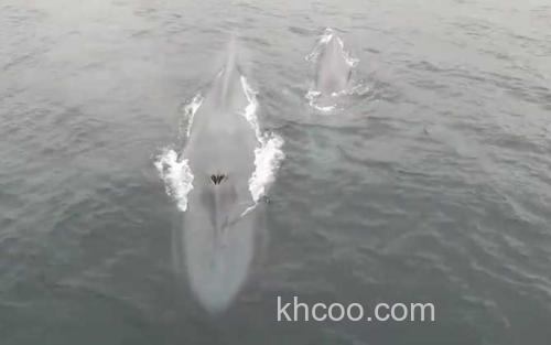 鲸鱼_2