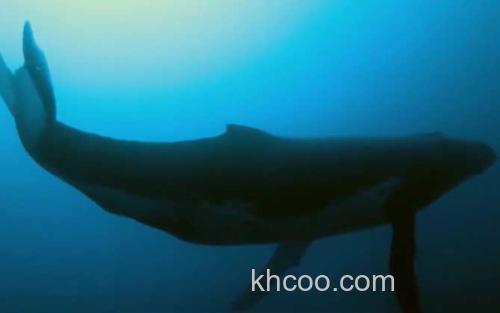 鲸鱼_1