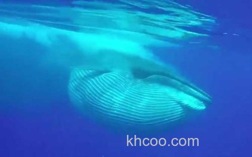 鲸鱼_0