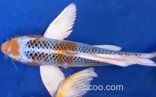 龙凤锦鲤_0