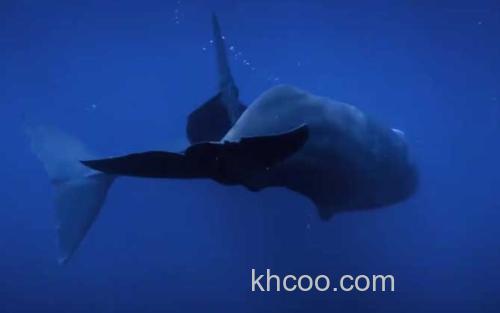 鲸鱼_2