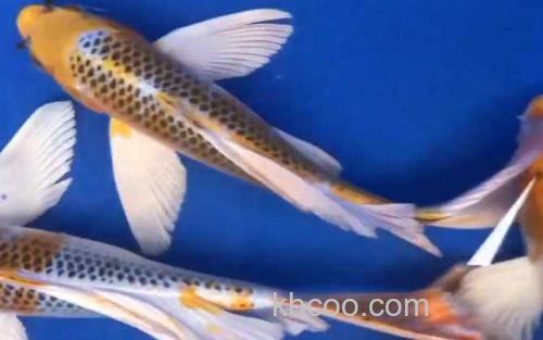 龙凤锦鲤_3