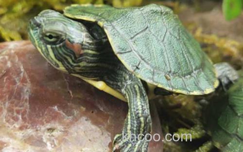 巴西彩龟_2