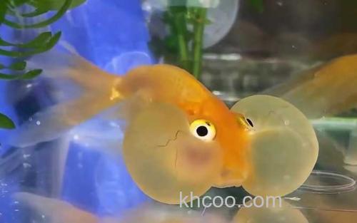 水泡金鱼_1