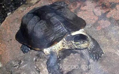 安南龟_3