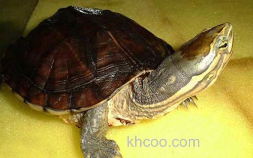 安南龟_2