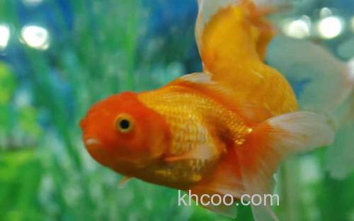 金鱼_0