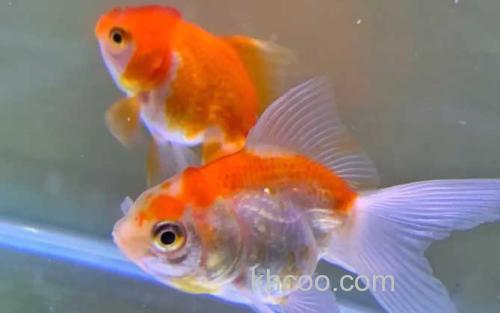 金鱼_3