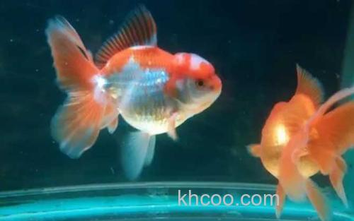 金鱼_4