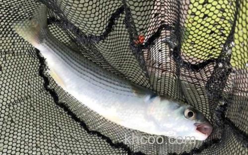 钓鲻鱼_2