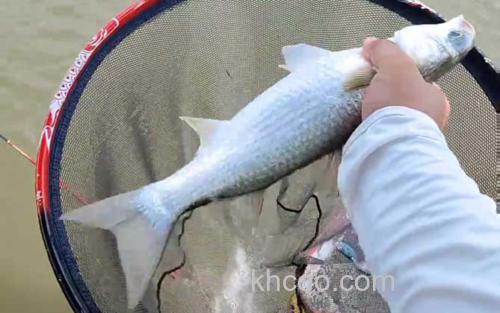 钓鲻鱼_1