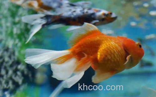 金鱼_2