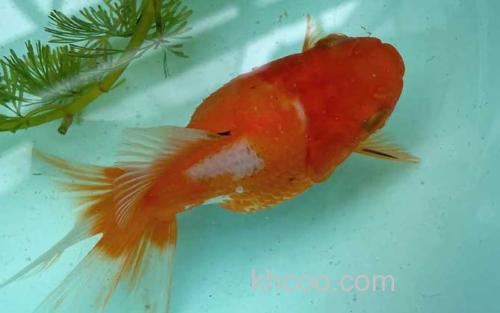 金鱼_2