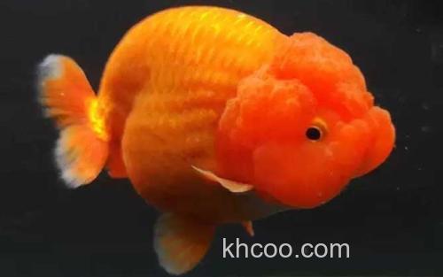 金鱼_0