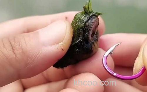 螺蛳钓鱼_0