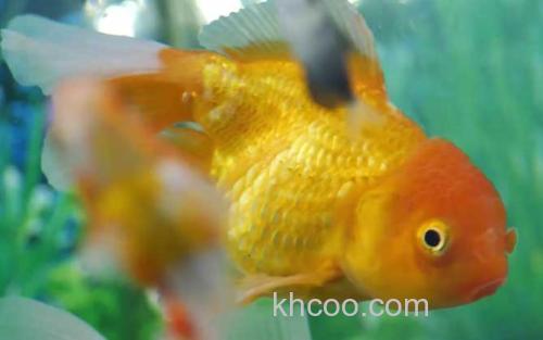 金鱼_0