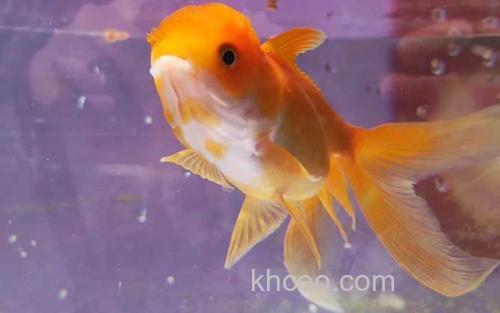 小金鱼_1